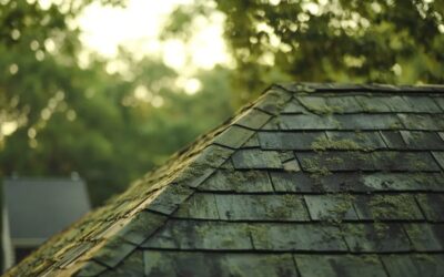 Preventing Roof Algae Growth in Northern Virginia